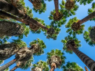 Looking up at native California palm trees in Indian Canyons, Palm Springs
