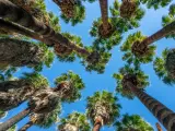 Looking up at native California palm trees in Indian Canyons, Palm Springs