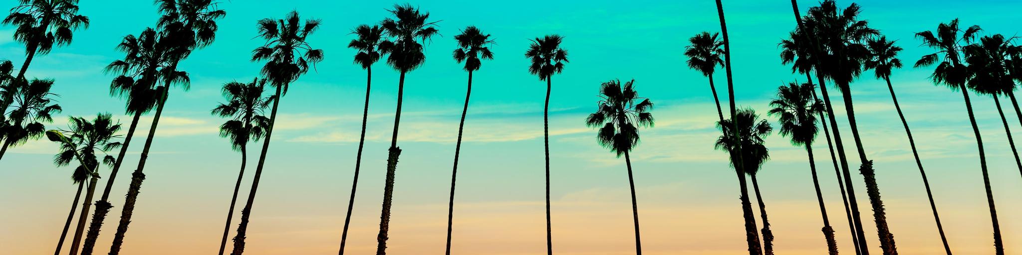 California sunset Palm tree rows in Santa Barbara, US.