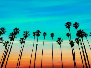 California sunset Palm tree rows in Santa Barbara, US.