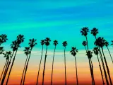 California sunset Palm tree rows in Santa Barbara, US.