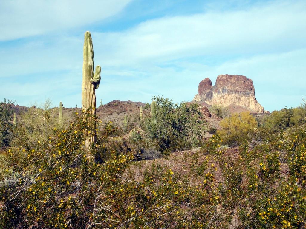 Kofa National Wildlife Refuge, Yuma, USA with a view of the Sonoran desert landscape with a saguaro cactus, a rock formation and creosote bush in bloom. Southwest USA, Arizona. No people. Taken early March in Kofa National Wilidlfe Refuge.