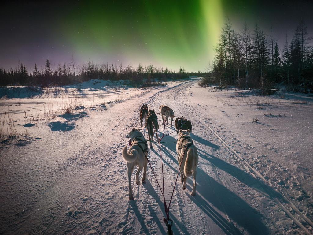 A team of six husky sled dogs running on a snowy wilderness road in the Canadian north under the aurora borealis and moonlight.