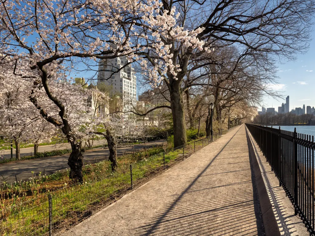 Spring with Yoshino cherry trees along the Jacqueline Kennedy Onassis Reservoir in Central Park.