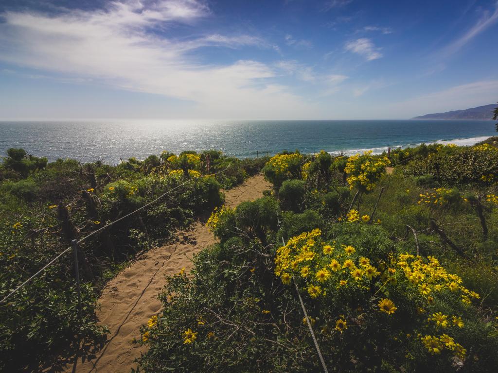 Giant Coreopsis (Giant sea dahlia) flowers blooming and covering Point Dume with a hiking trail running through the patch of flowers, Malibu, California