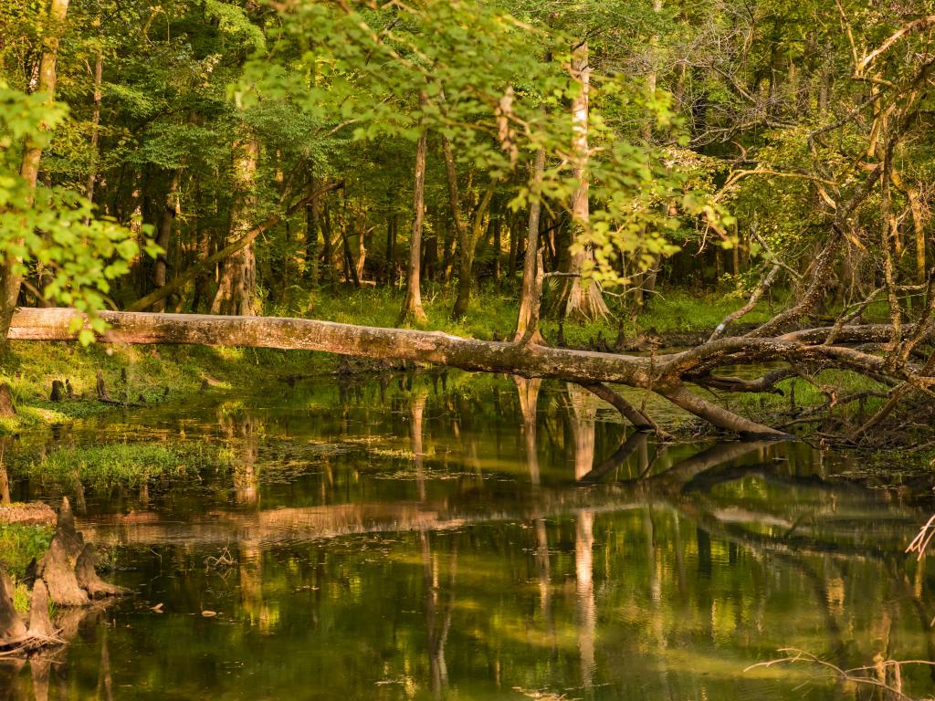 Florida Caverns State Park, Mariana, Florida, USA with a fallen tree reflection and trees in the background.