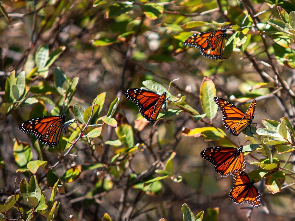 Monarch butterflies on a green bush by the water on Fire Island as they start their fall migration.