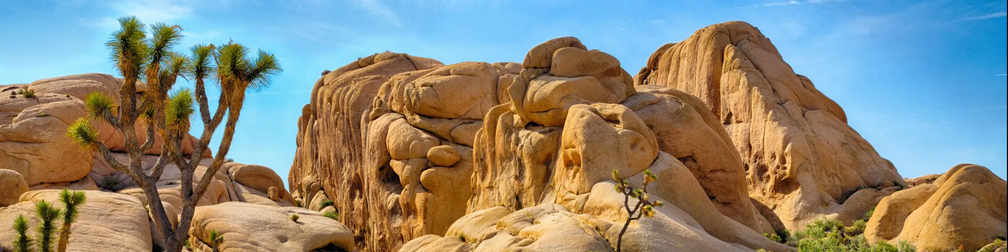 Joshua tree national park 