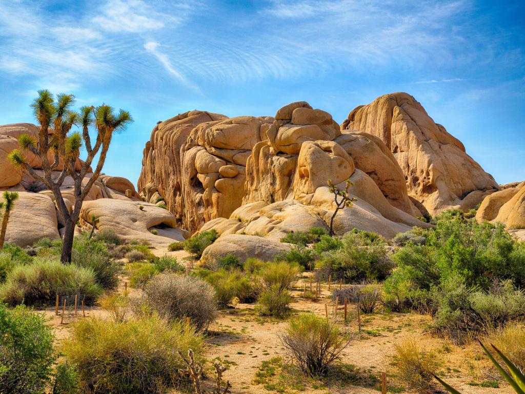 Joshua tree national park 