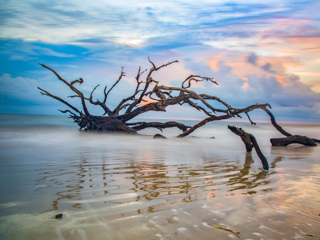 Jekyll Island, Georgia, GA, USA with driftwood on the beach at sunrise.