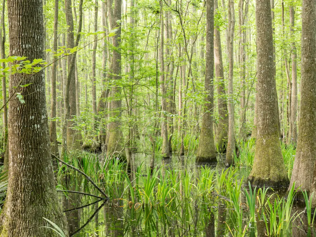 Cypress swamp in Savannah National Wildlife Refuge, seen on the road trip from Atlanta to Savannah
