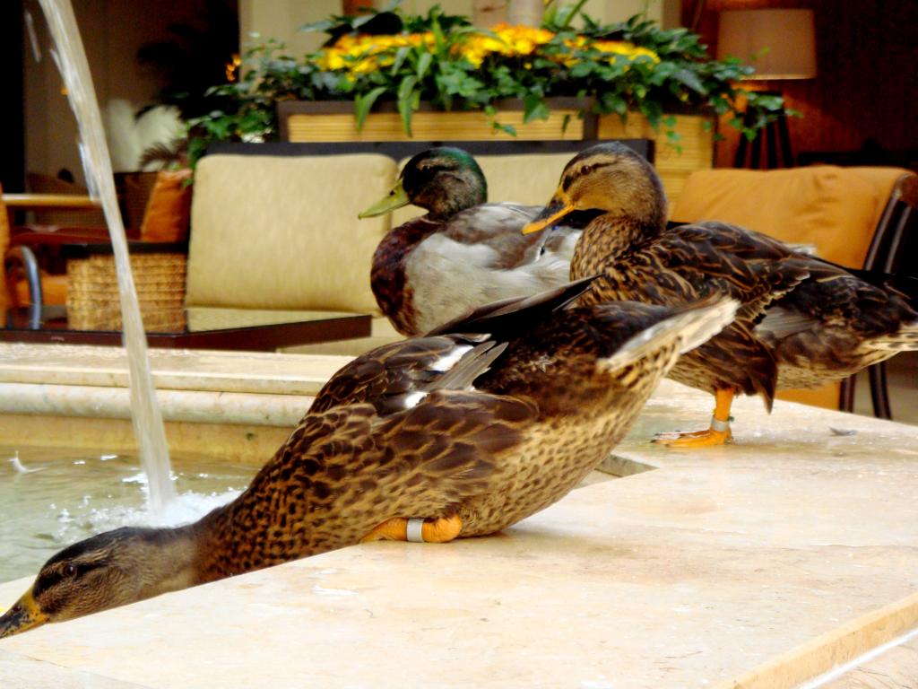 Peabody Hotel Ducks arriving at the fountain in Memphis, Tennessee