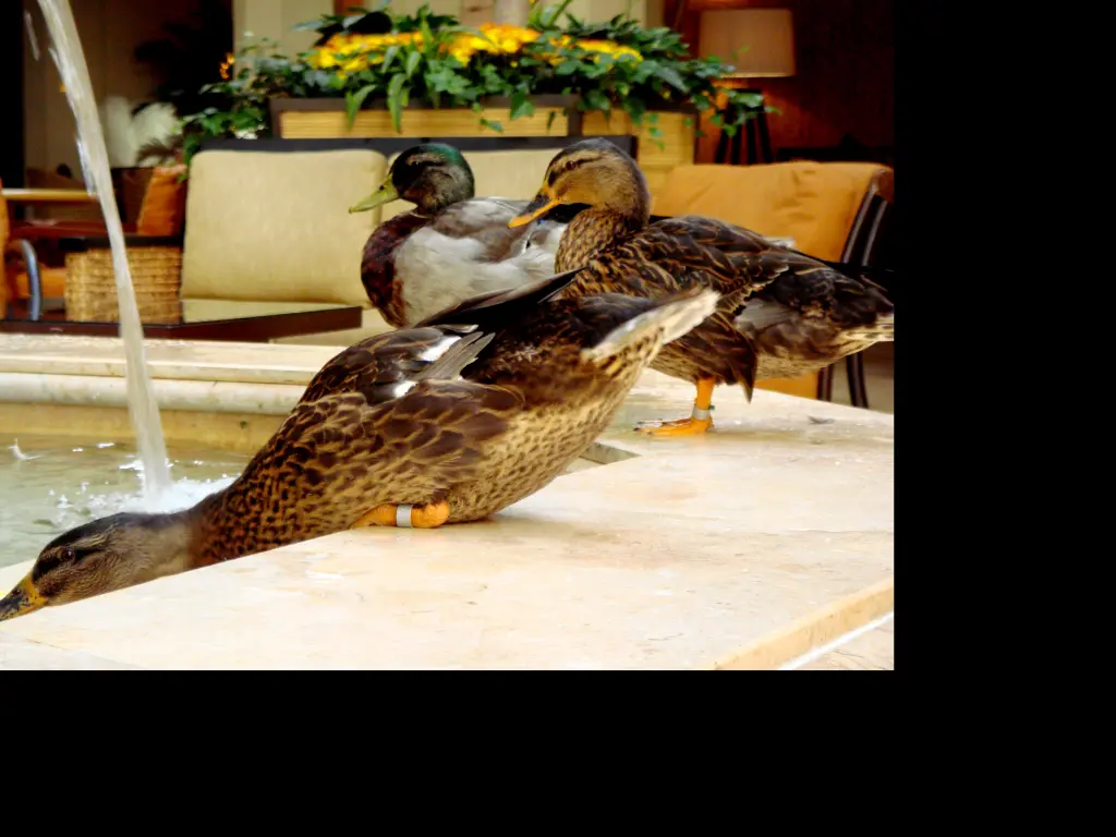 Peabody Hotel Ducks arriving at the fountain in Memphis, Tennessee