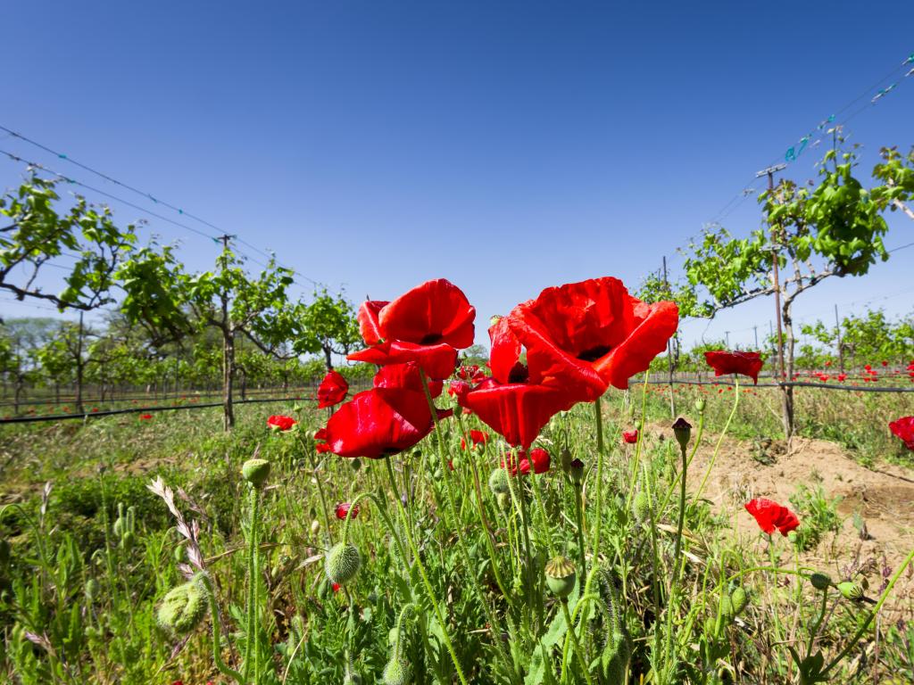 Bright red poppies on display on a sunny spring day in a Texas vineyard