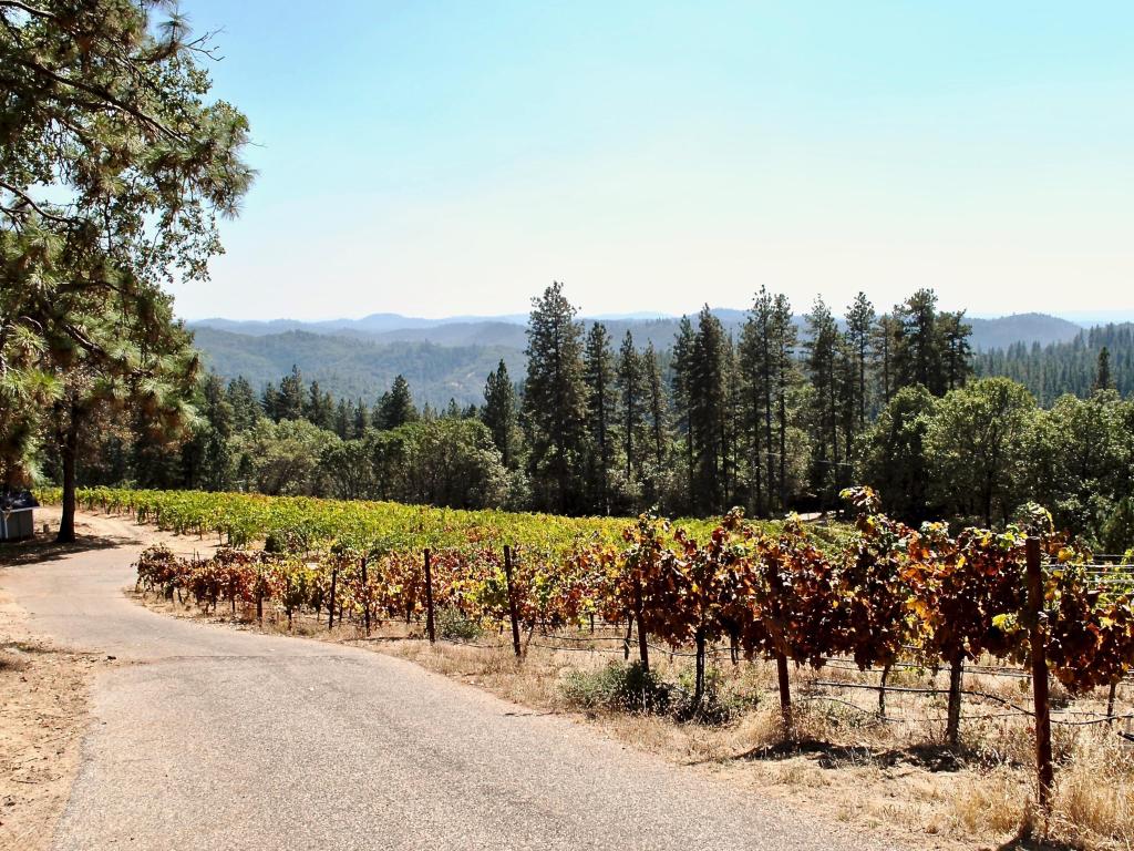 The vines grow on steeply terraced terrain in the Sierra Foothills.