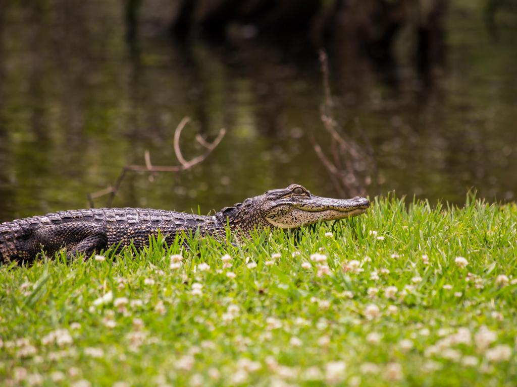 Avery Island, USA with an alligator at Jungle Gardens sitting on grass with a river in the background. 