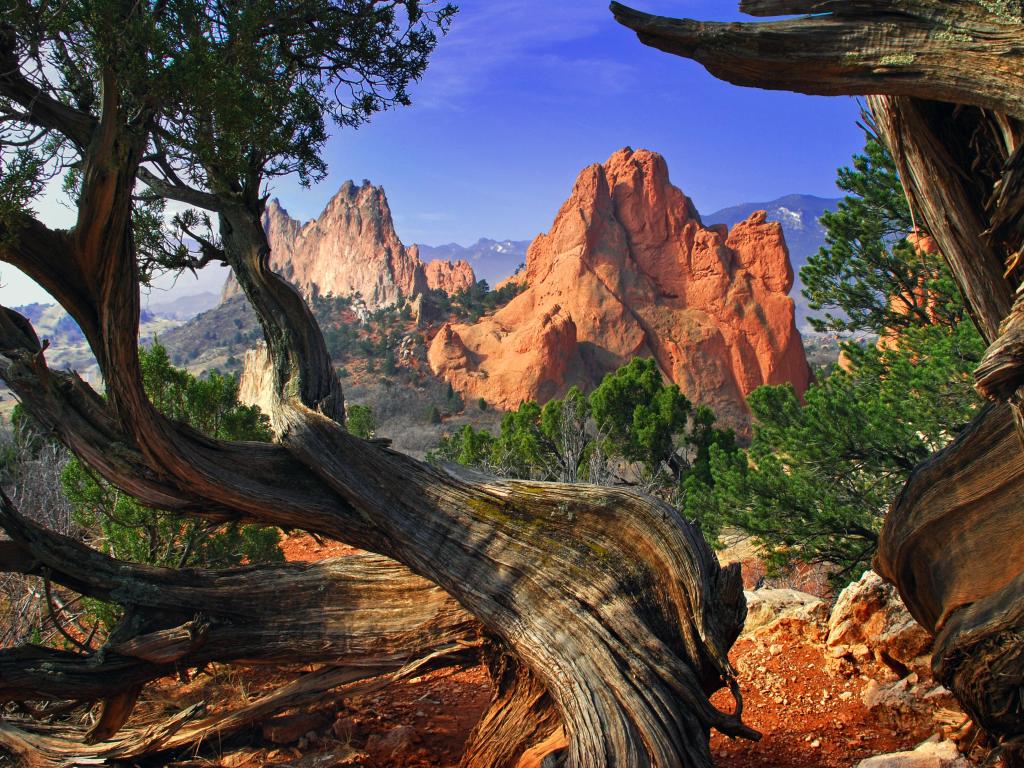 South Gateway Rock formation framed by twisted Juniper Trees at the Garden of the Gods Park in Colorado Springs, Colorado, USA.