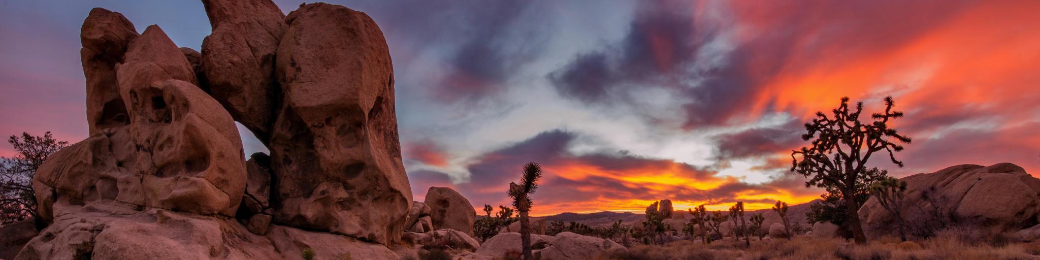 Joshua Tree National Park with a vibrant sunset in the background