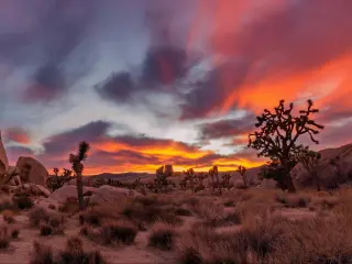 Joshua Tree National Park with a vibrant sunset in the background