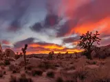 Joshua Tree National Park with a vibrant sunset in the background