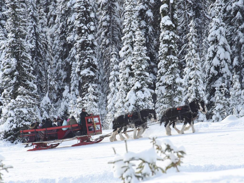 Horse drawn sleigh ride touring Big White Ski Resort's backcountry near Kelowna BC, through the snowy pine trees