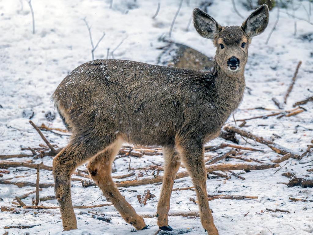Deer looking at the camera, on a snowy day with white ground