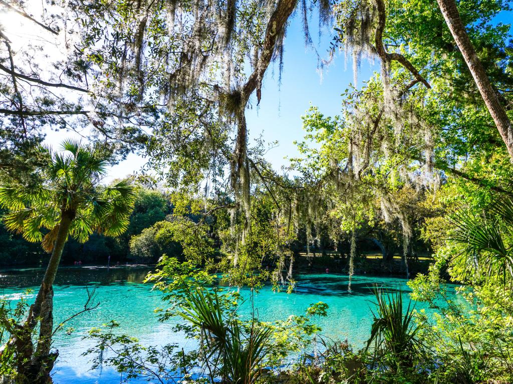 Crystal clear waters surrounded by bright green trees 