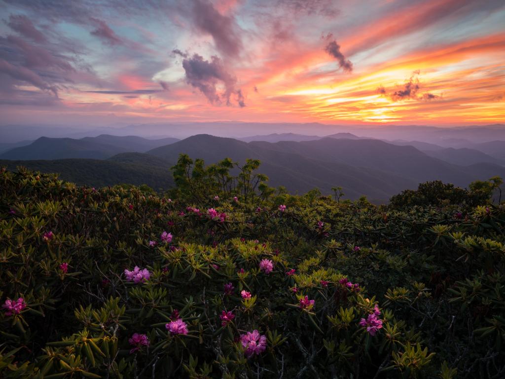 Rhododendrons blooming on top of the Blue Ridge Parkway under an amazing sunset