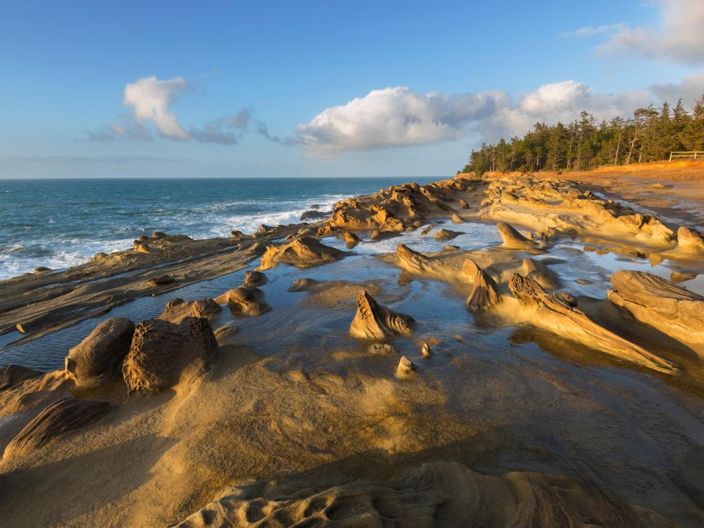 Rock and sand sea shore with pine trees and choppy blue sea