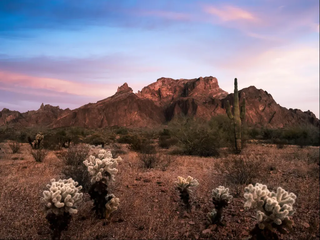 Kofa National Wildlife Refuge, USA with wildflowers and cacti against an evening sky and mountain background.