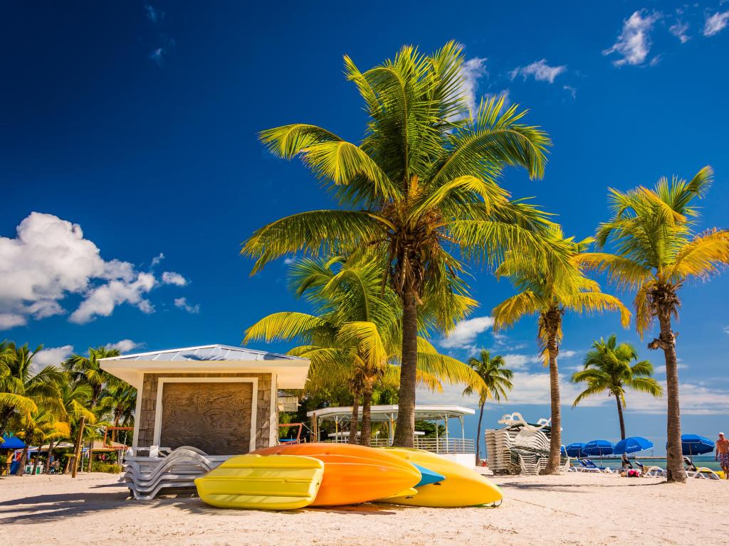 Palm trees on the beach in Key West, Florida, USA on a sunny day.