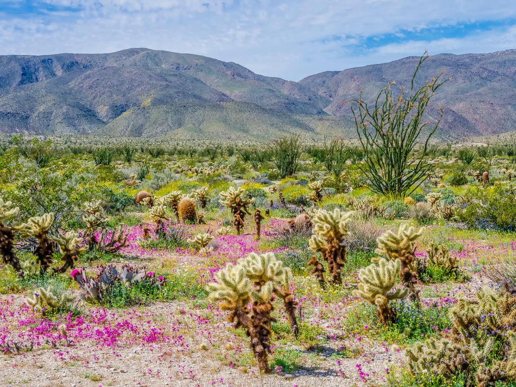 Beautiful purple wildflowers and cacti in Anza-Borrego Desert State Park with rolling hills in the background in spring