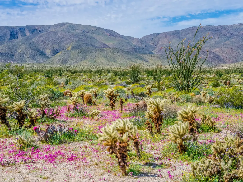 Beautiful purple wildflowers and cacti in Anza-Borrego Desert State Park with rolling hills in the background in spring