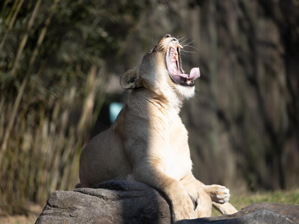 A close up of a female lion yawning, at Maryland Zoo
