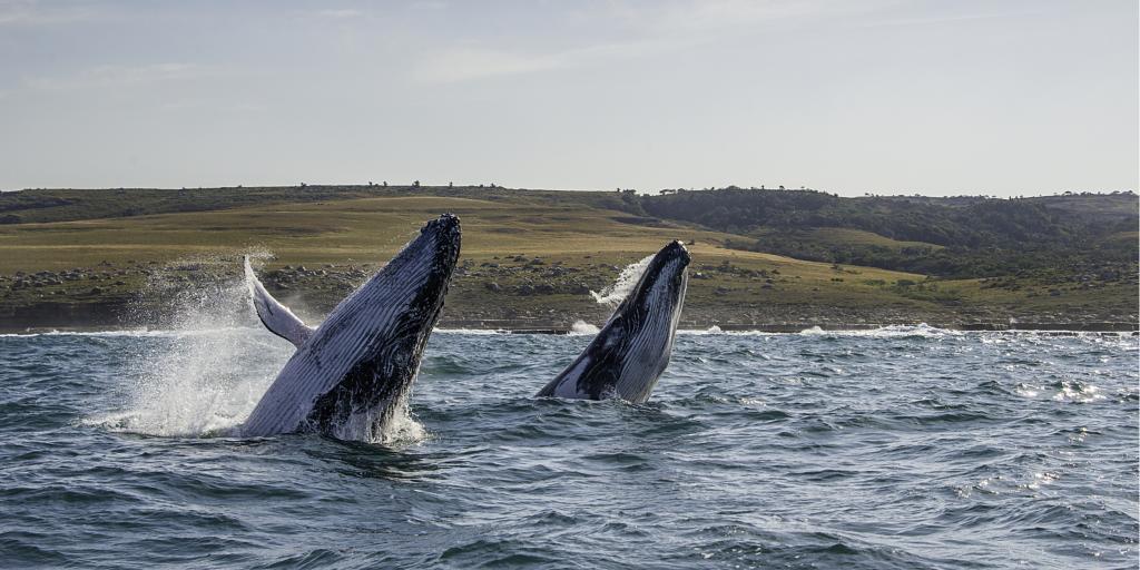 Two humpback whales breaching on the Wild Coast in South Africa