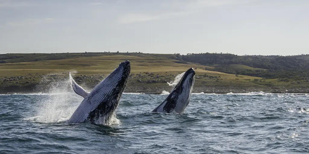 Two humpback whales breaching on the Wild Coast in South Africa
