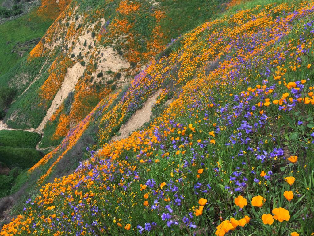 California Golden Poppy and Phacelia Minor blooming in Chino Hills State Park, California