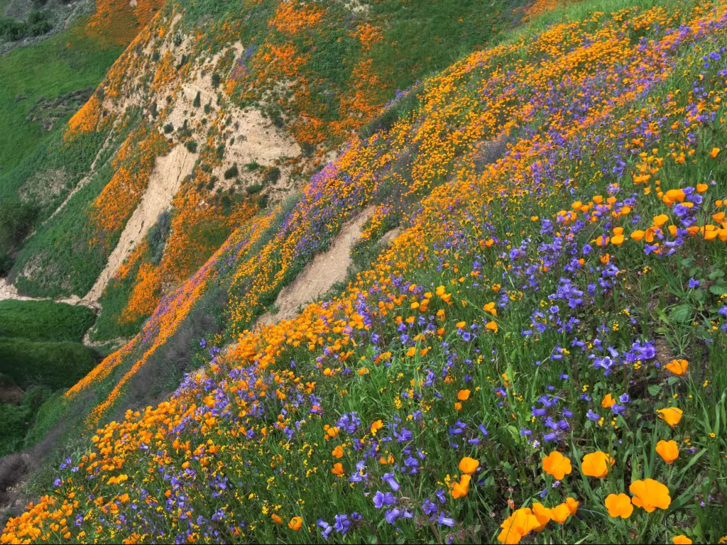 California Golden Poppy and Phacelia Minor blooming in Chino Hills State Park, California