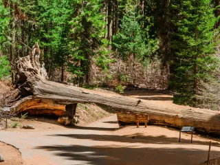 A tunnel carved into a fallen tree in Sequoia National Park, California, with the tree's roots showing in front of the lush trees around