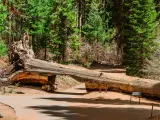 A tunnel carved into a fallen tree in Sequoia National Park, California, with the tree's roots showing in front of the lush trees around