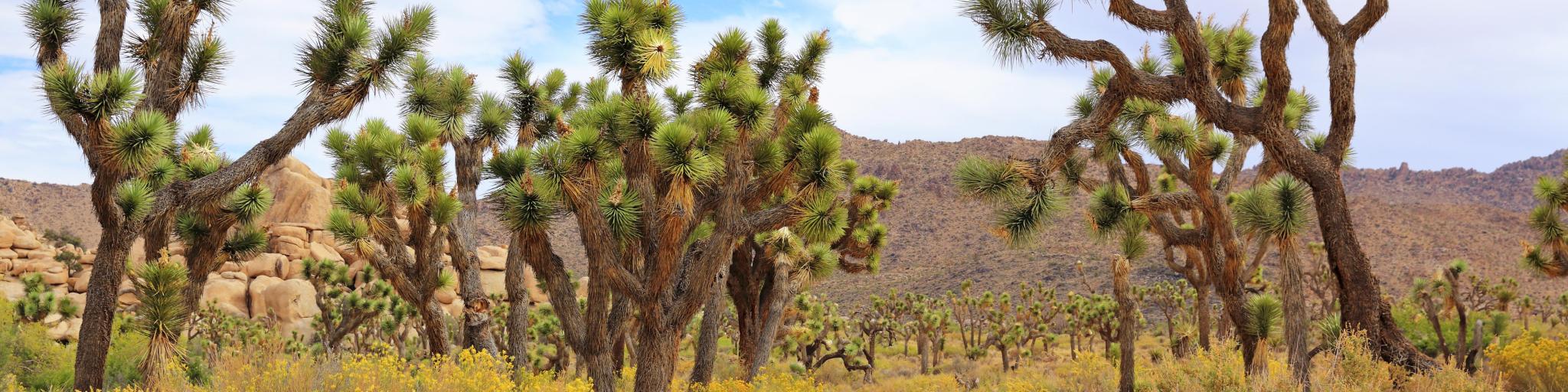 The Wall Street Mill Trail in Joshua Tree National Park is lined with the park's namesake trees.