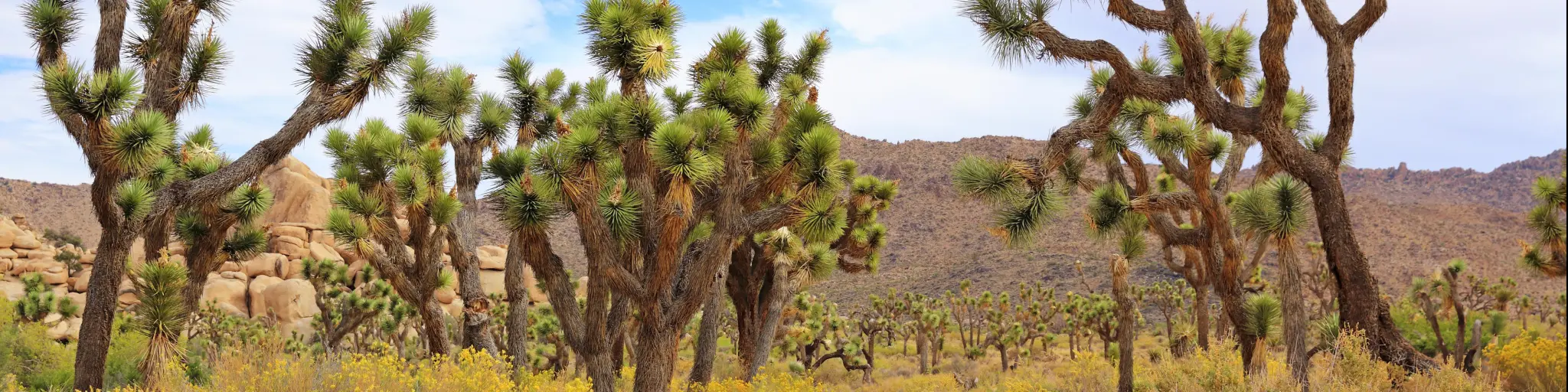 The Wall Street Mill Trail in Joshua Tree National Park is lined with the park's namesake trees.