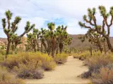 The Wall Street Mill Trail in Joshua Tree National Park is lined with the park's namesake trees.