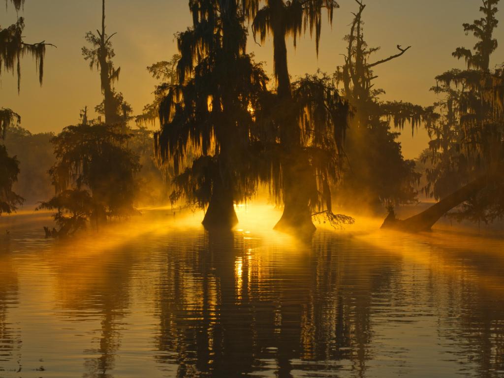 Lafayette swamps, Louisiana showing the swamps of Texas and Louisiana at sunset with the evening sun shining between tall trees growing from the lake.
