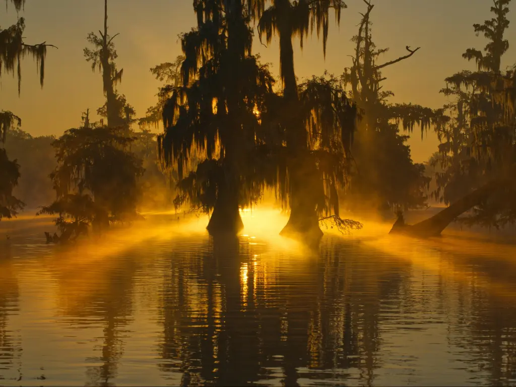 Lafayette swamps, Louisiana showing the swamps of Texas and Louisiana at sunset with the evening sun shining between tall trees growing from the lake.