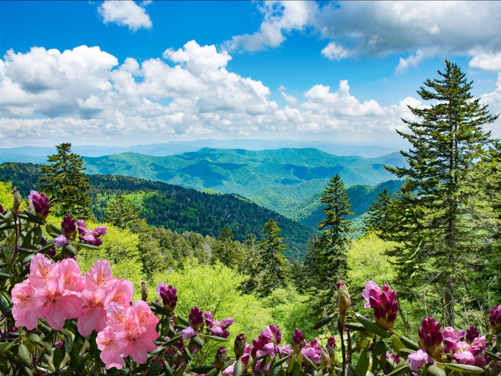 Beautiful azaleas blooming in mountains. Green hills, meadows, forest and sky in the background. Summer mountain landscape. Near Asheville, Blue Ridge Mountains, North Carolina, USA.