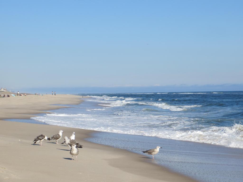 A group of seagulls congregates on Cooper's Beach in Southampton, located on Long Island, New York.
