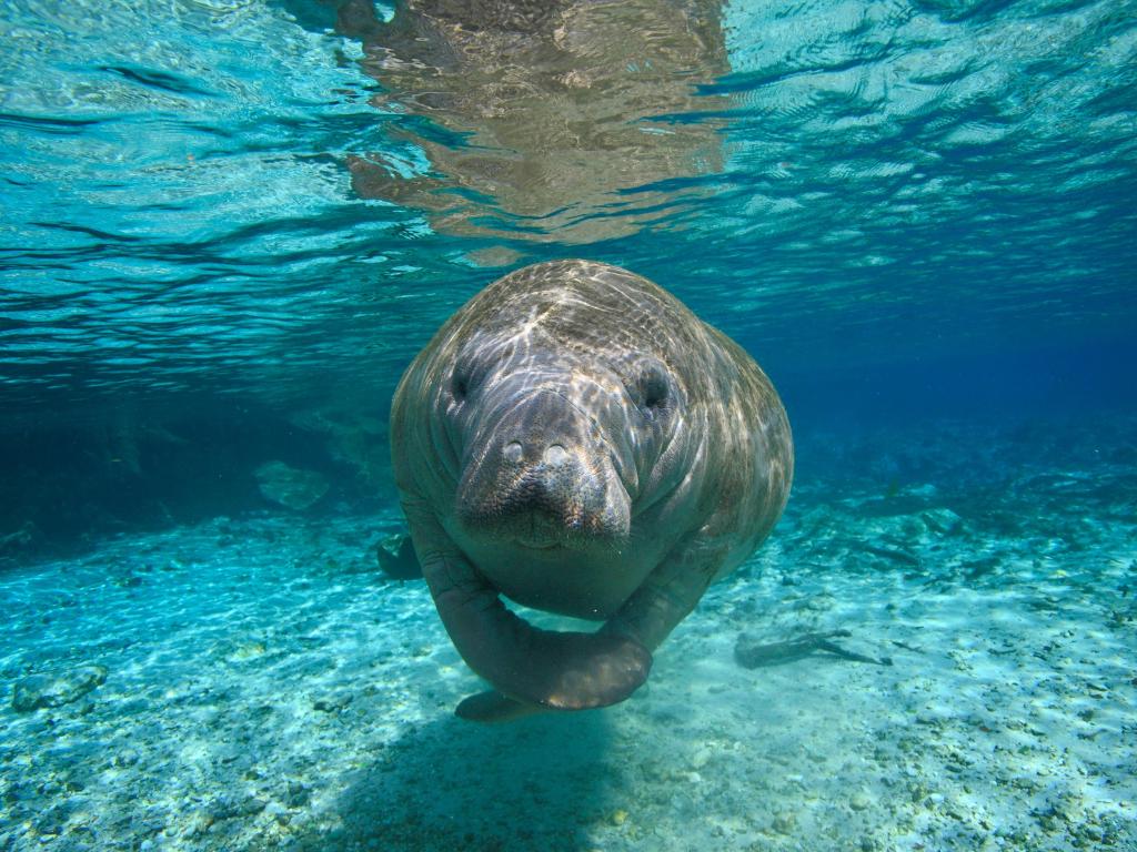 Manatee swims underwater in the clear turquoise water at Crystal River Hot Springs, Florida