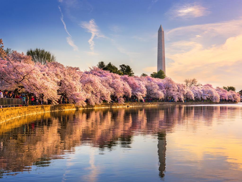 Washington DC, USA at the tidal basin with Washington Monument in spring season with cherry blossom trees.