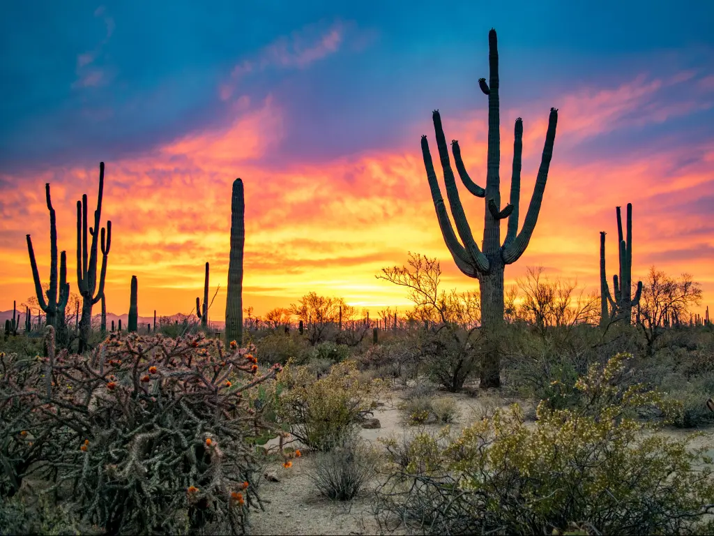 Saguaro National Park, Arizona with cacti/Saguaros in the foreground against a dramatic sunset in the background. 